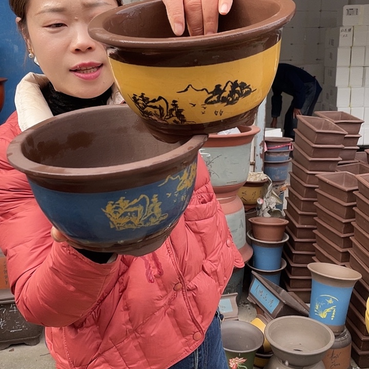 17蓝三角金钟和17黄三角金钟花盆