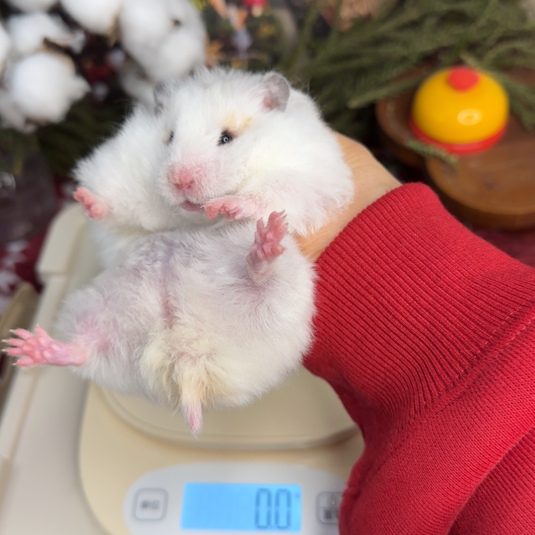 卷毛火雨点妹妹189g5个月