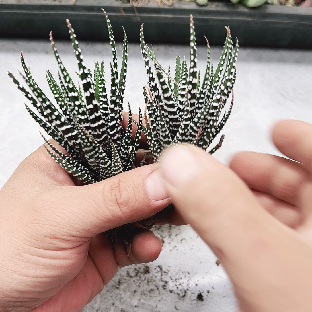 条纹12多肉1111111111植物