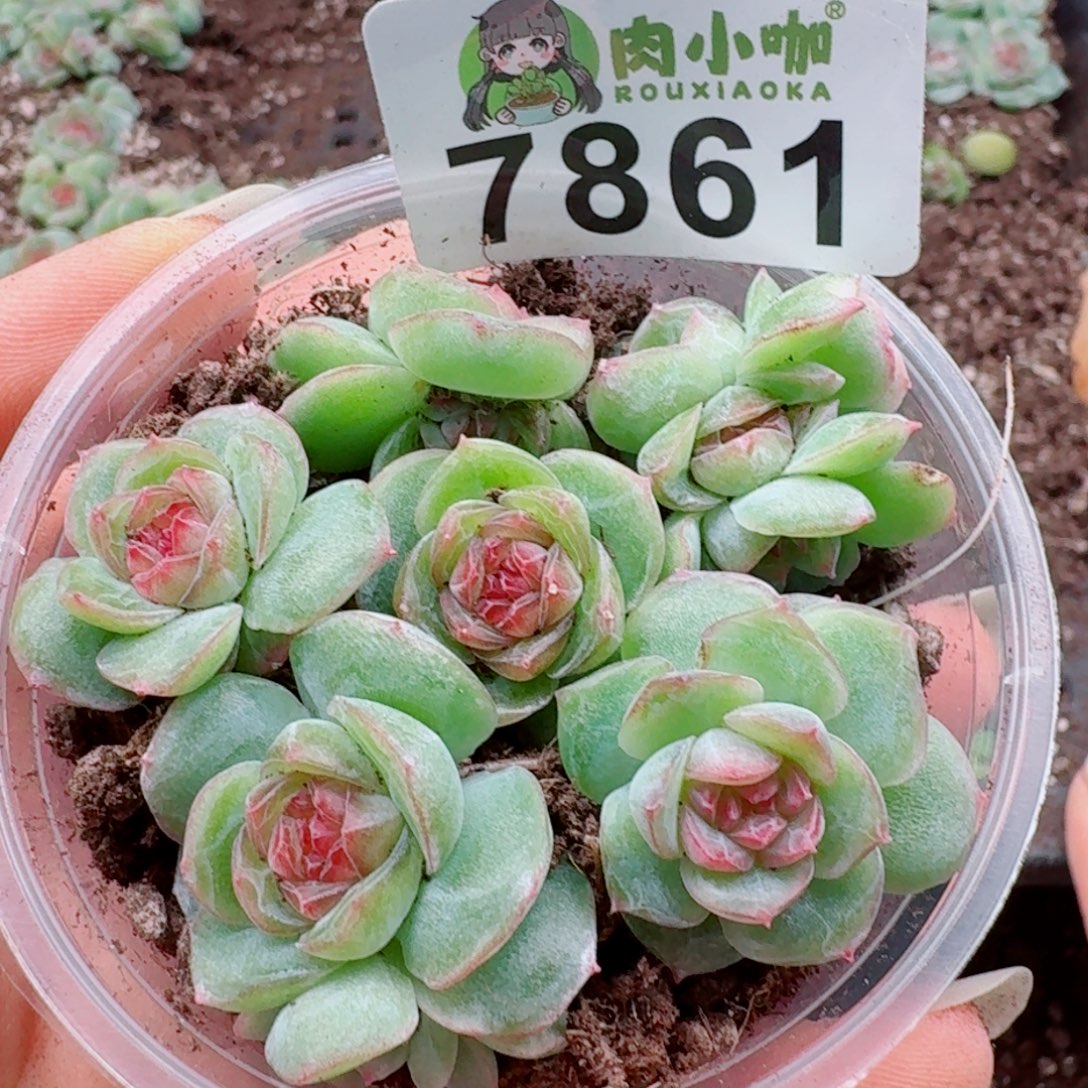 多肉植物多肉植物