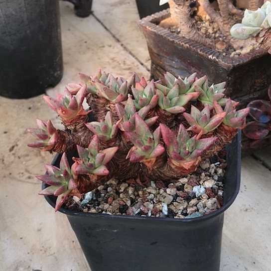 韩货绿菊仙女棒杯