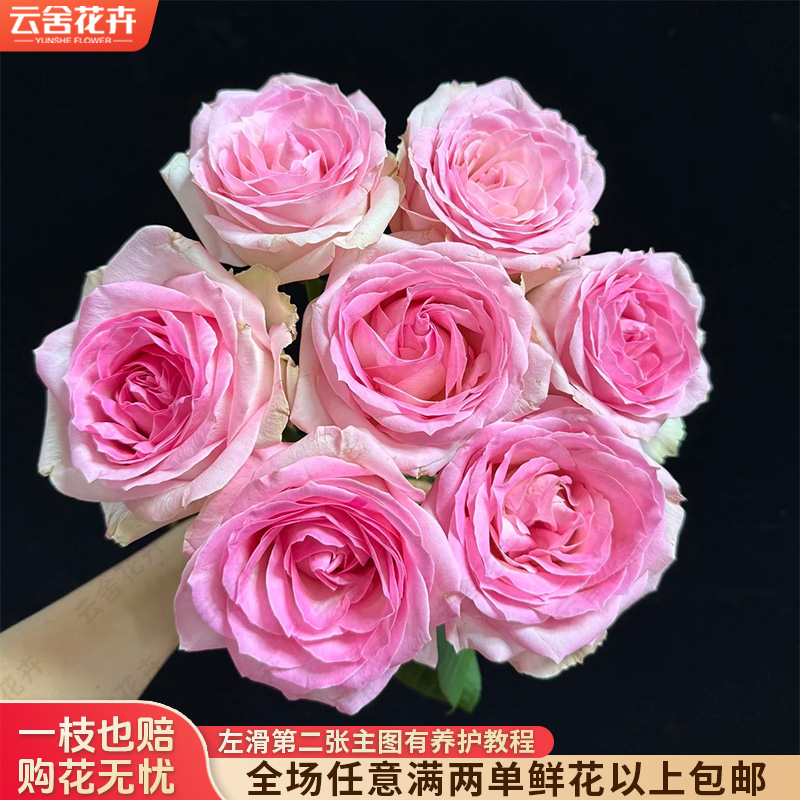 【云舍花卉】【桃红雪山】单头玫瑰 全场任意满两单及以上鲜花包邮