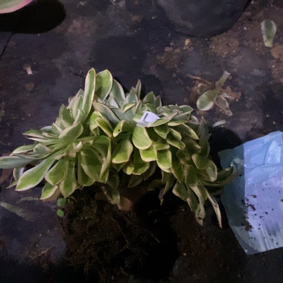 802青莲缀多肉植物