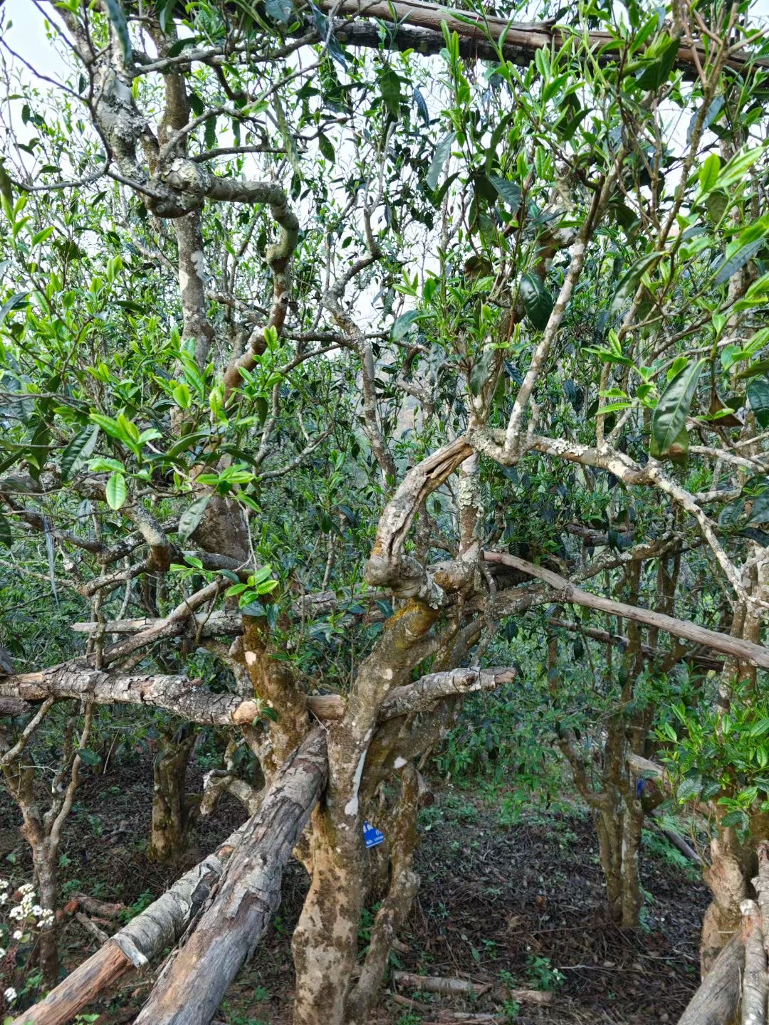 300年单株古树普洱生茶2025年春
