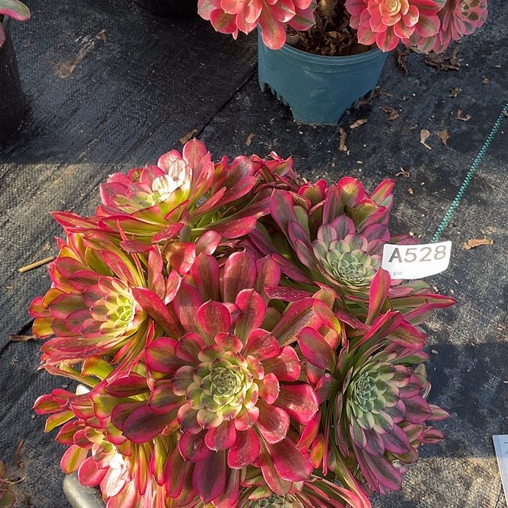 舞天姬多肉植物528