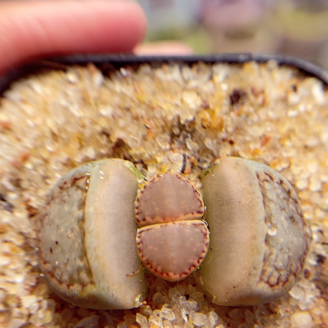 586. 678757858857567857878