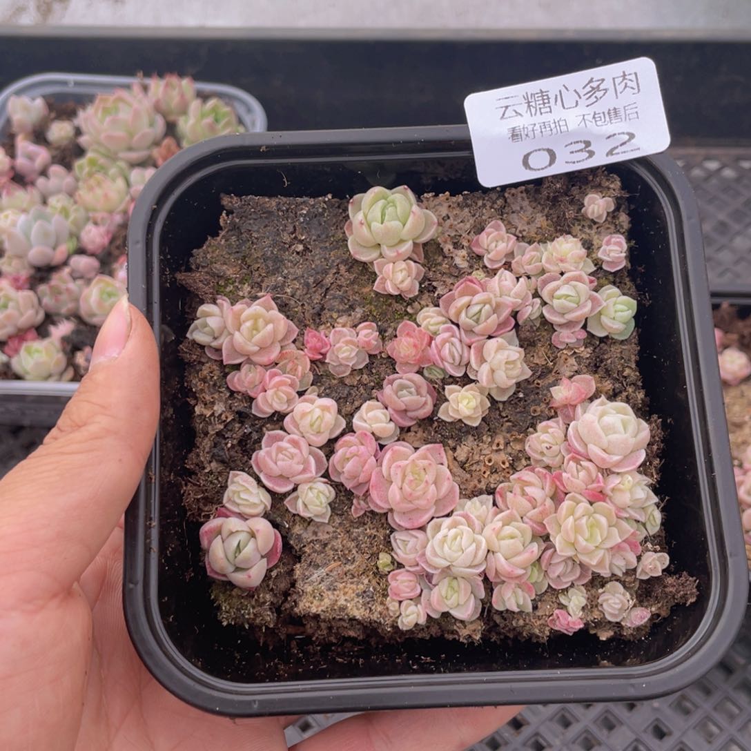 云糖心多肉植物32
