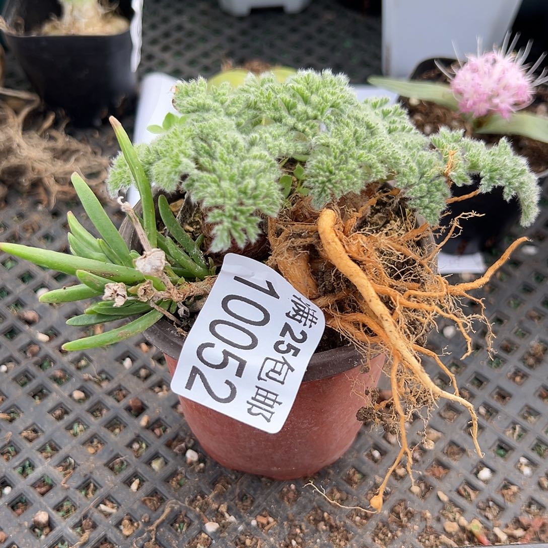 052冰花，一物一拍