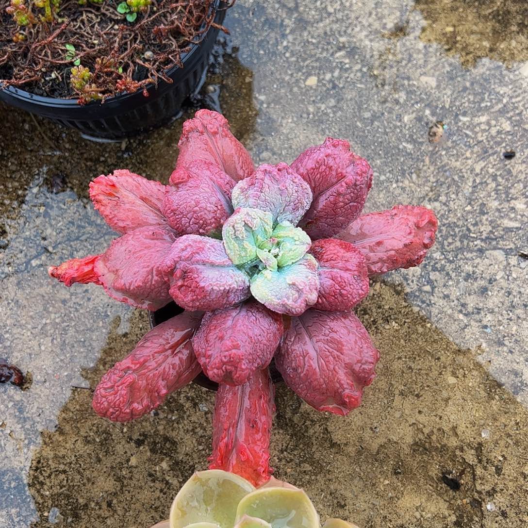 狂野男爵大单头精品