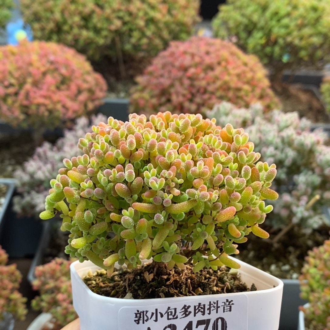 蜜橘糖球3470枝干番杏