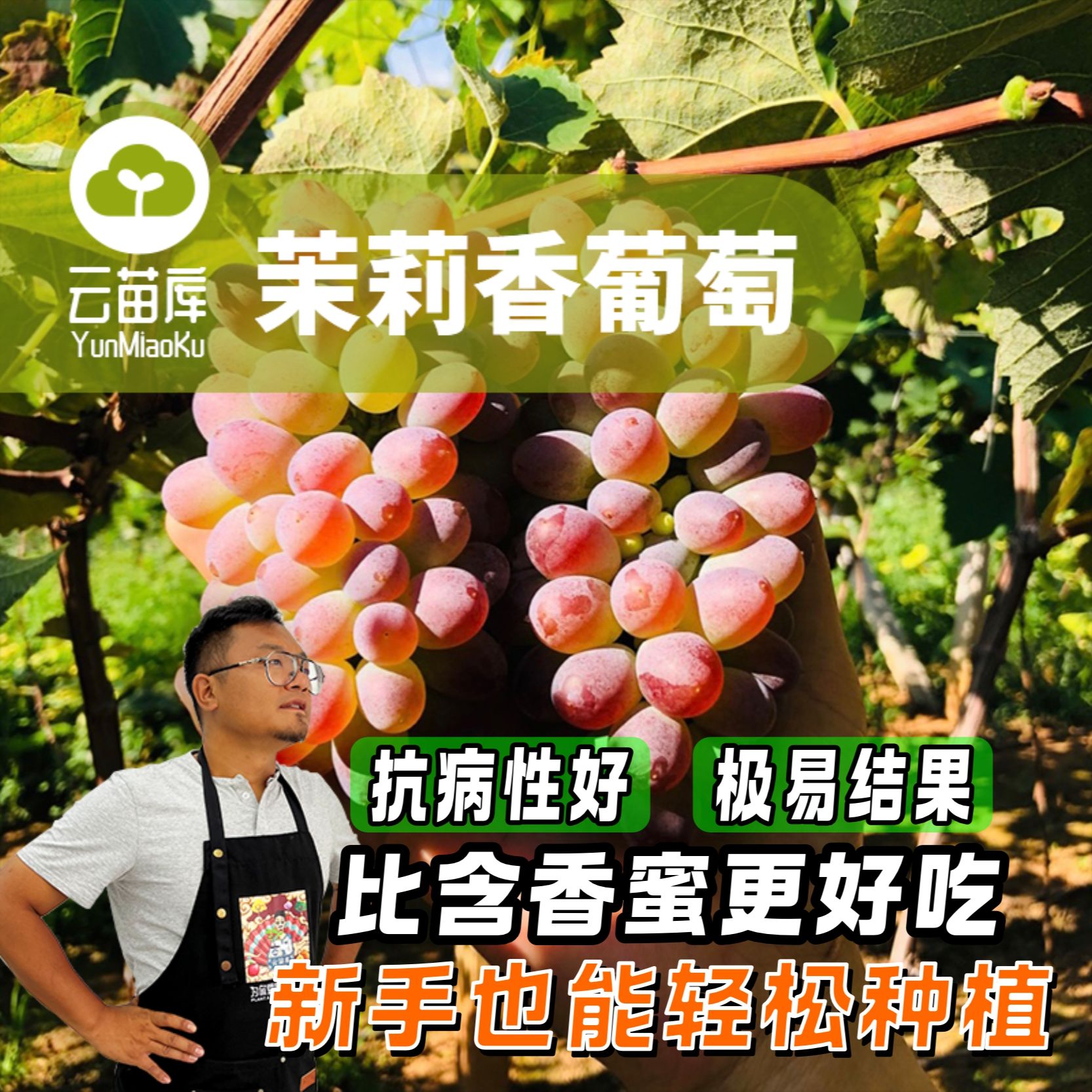 云苗库【茉莉香葡萄裸根苗】可盆栽地栽阳台庭院单株挂果放心对版苗