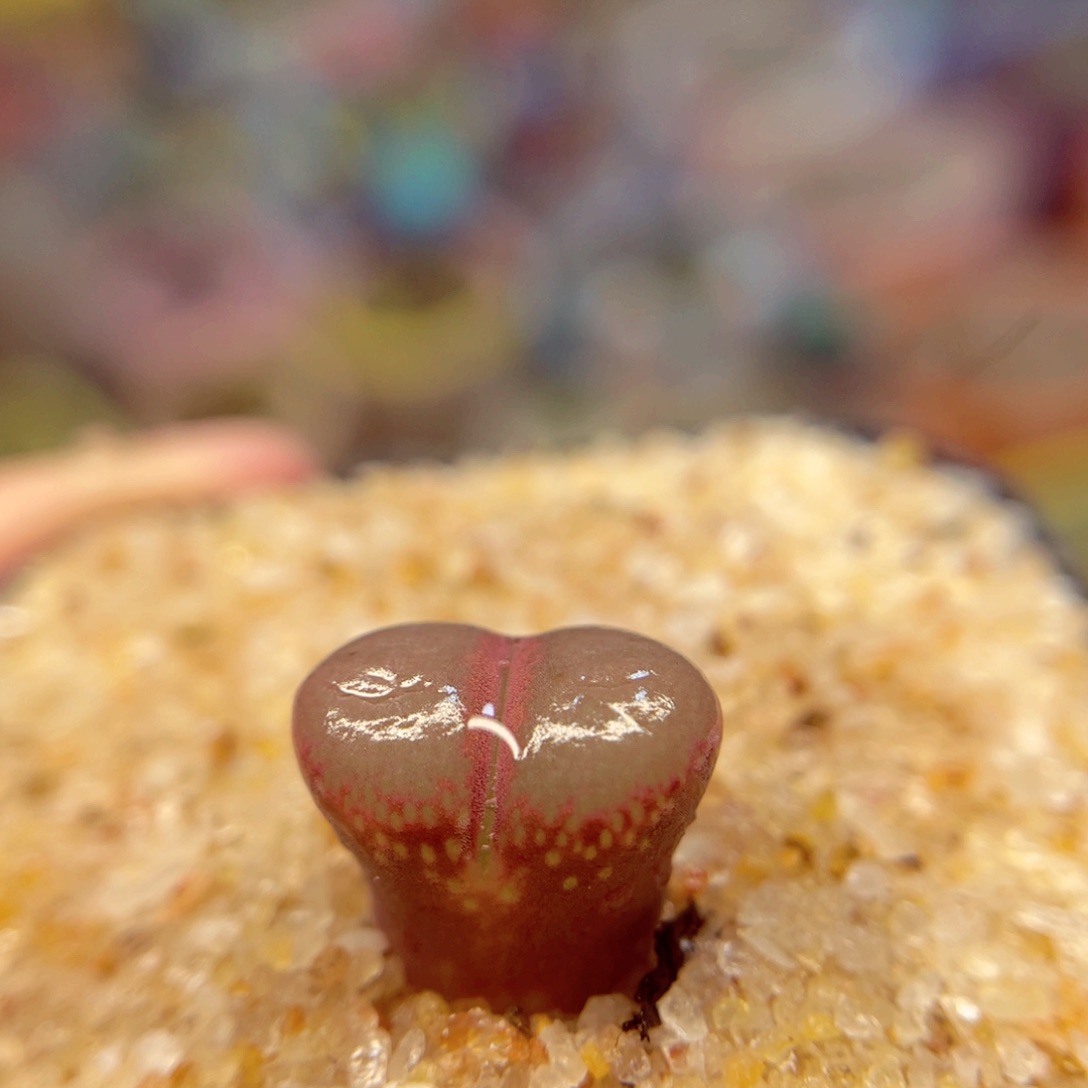 790. 5686588578858767