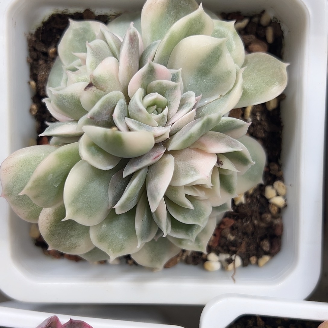昂斯诺锦群生满38包邮