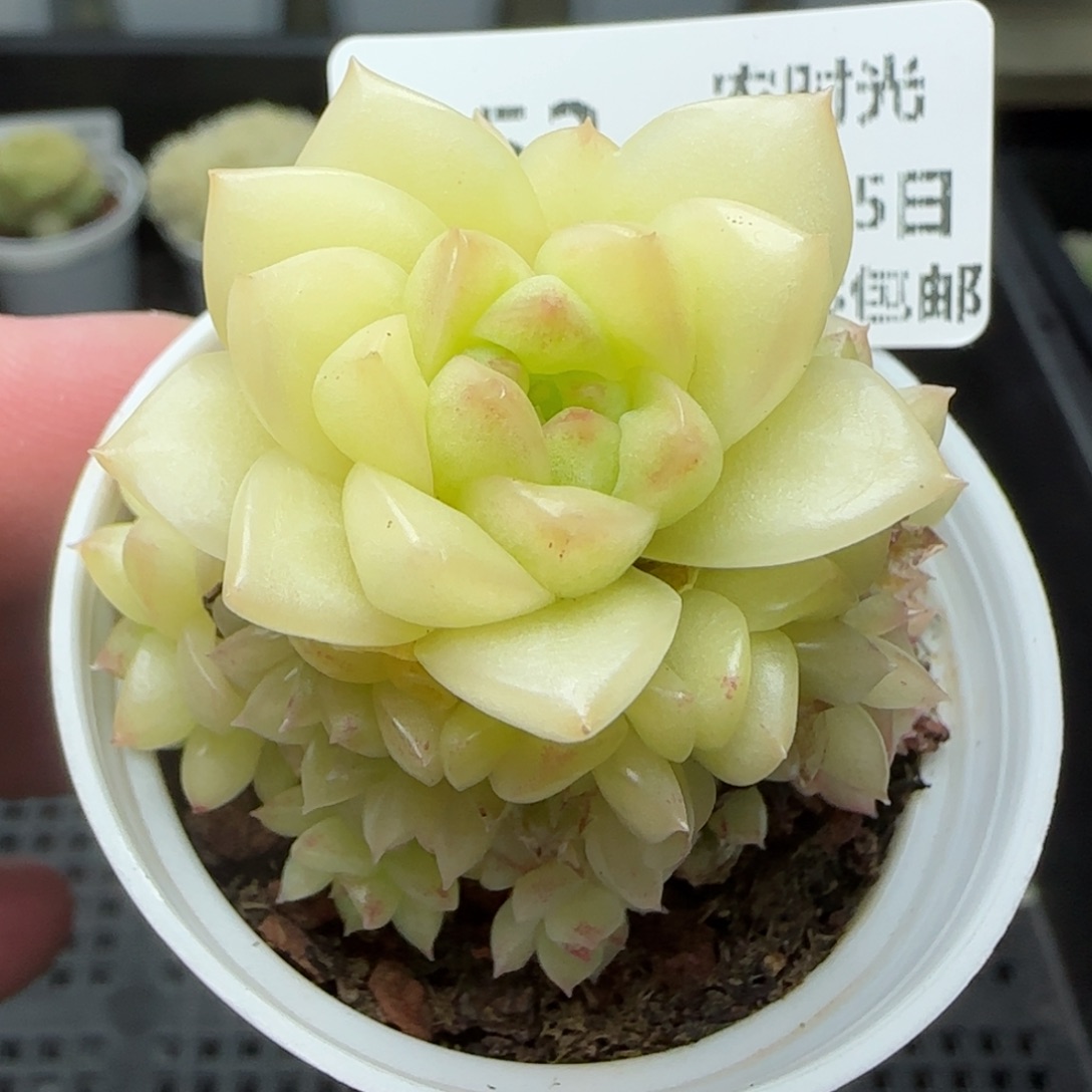 0205-153麦秆麦秆