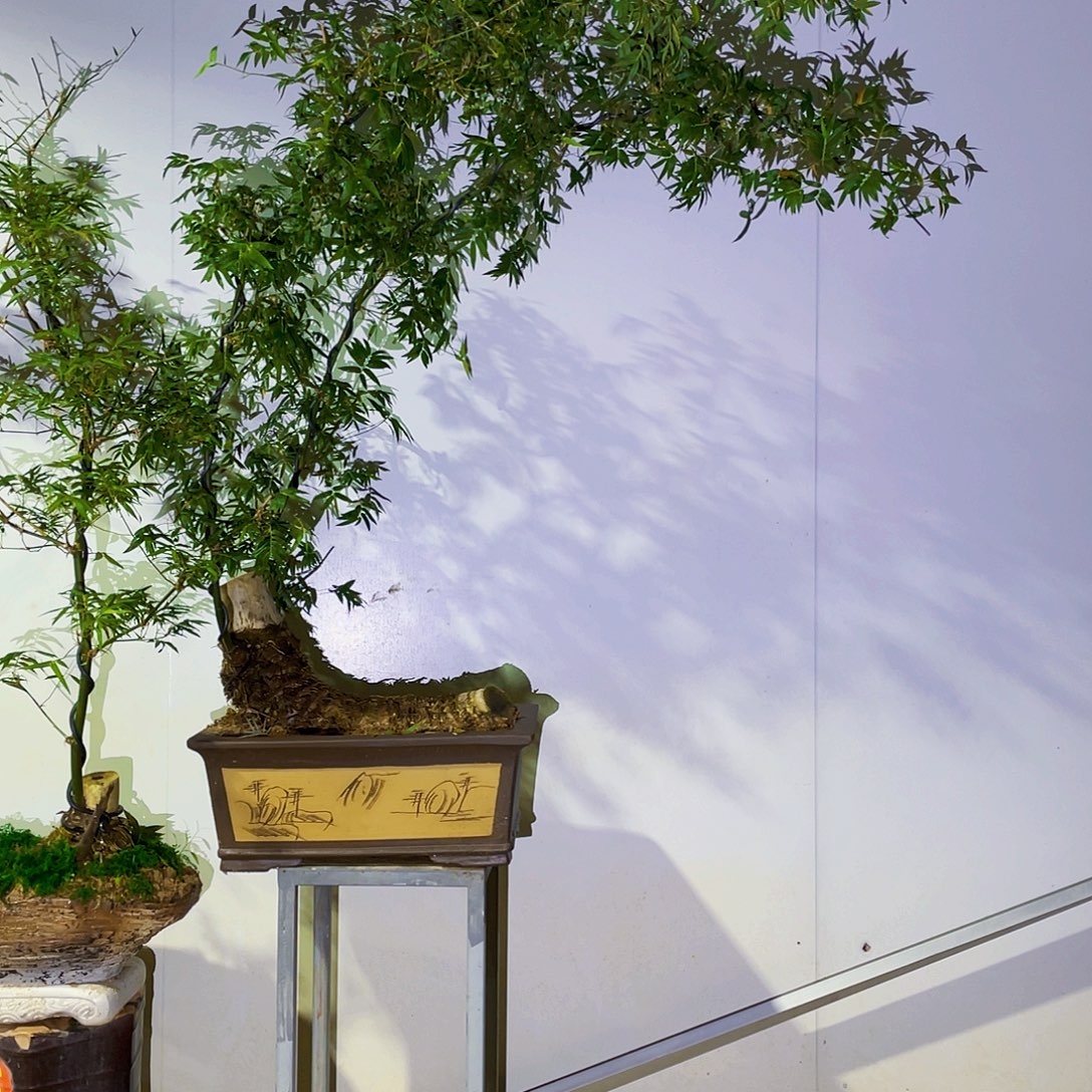 *****无花朵小叶簕竹熟桩陶瓷盆一物一拍