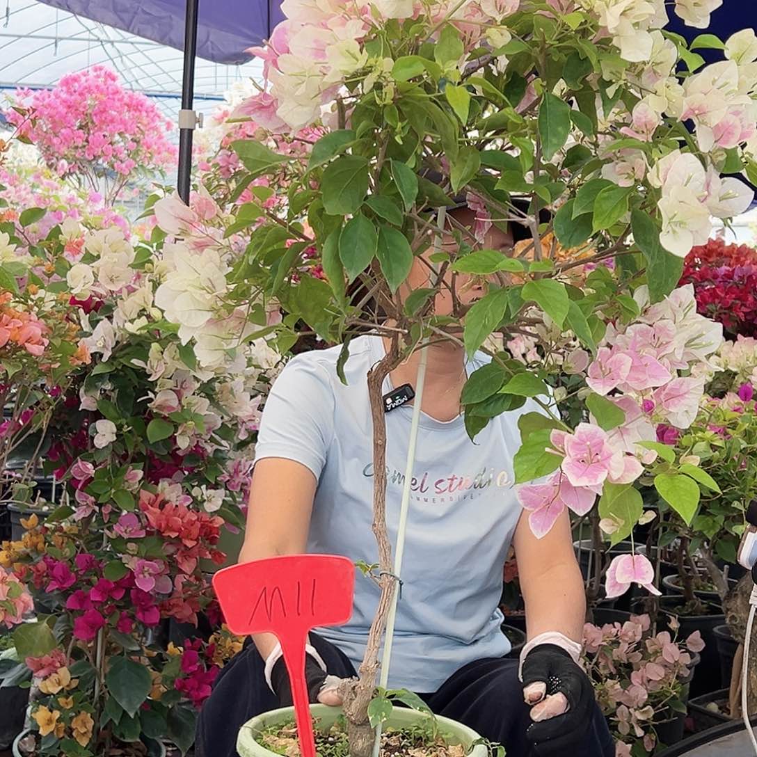 国***珠大部分花苞少量开放M11广红英