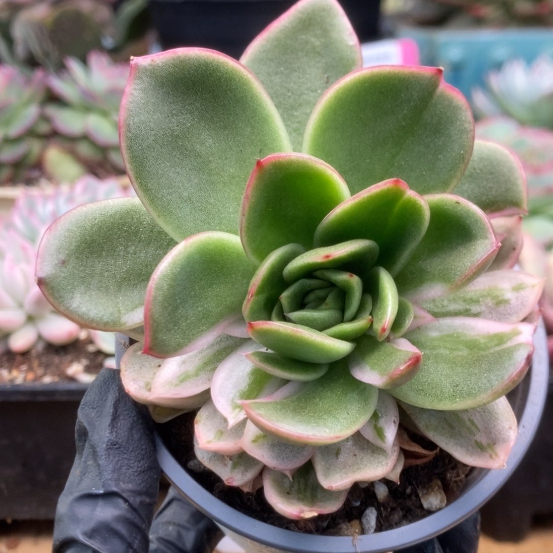 131东云杂锦锦锦锦锦