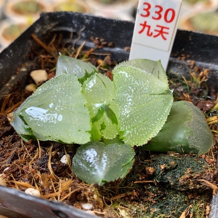 330号全窗冰玉鸾带盆发货