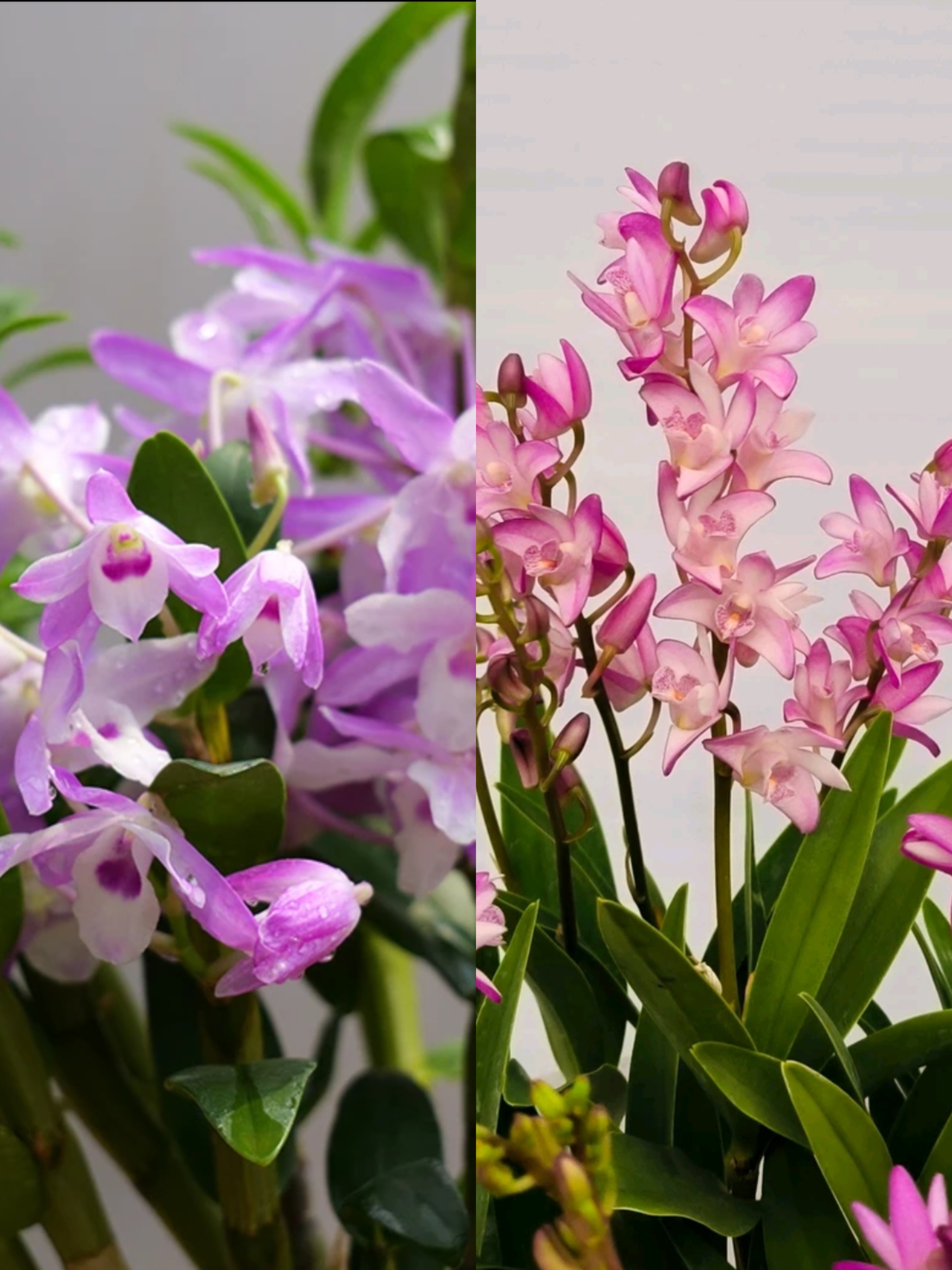 石斛兰 （火烈鸟 香水石斛）  不带花苞 青苗 秋冬来花 开花带香味