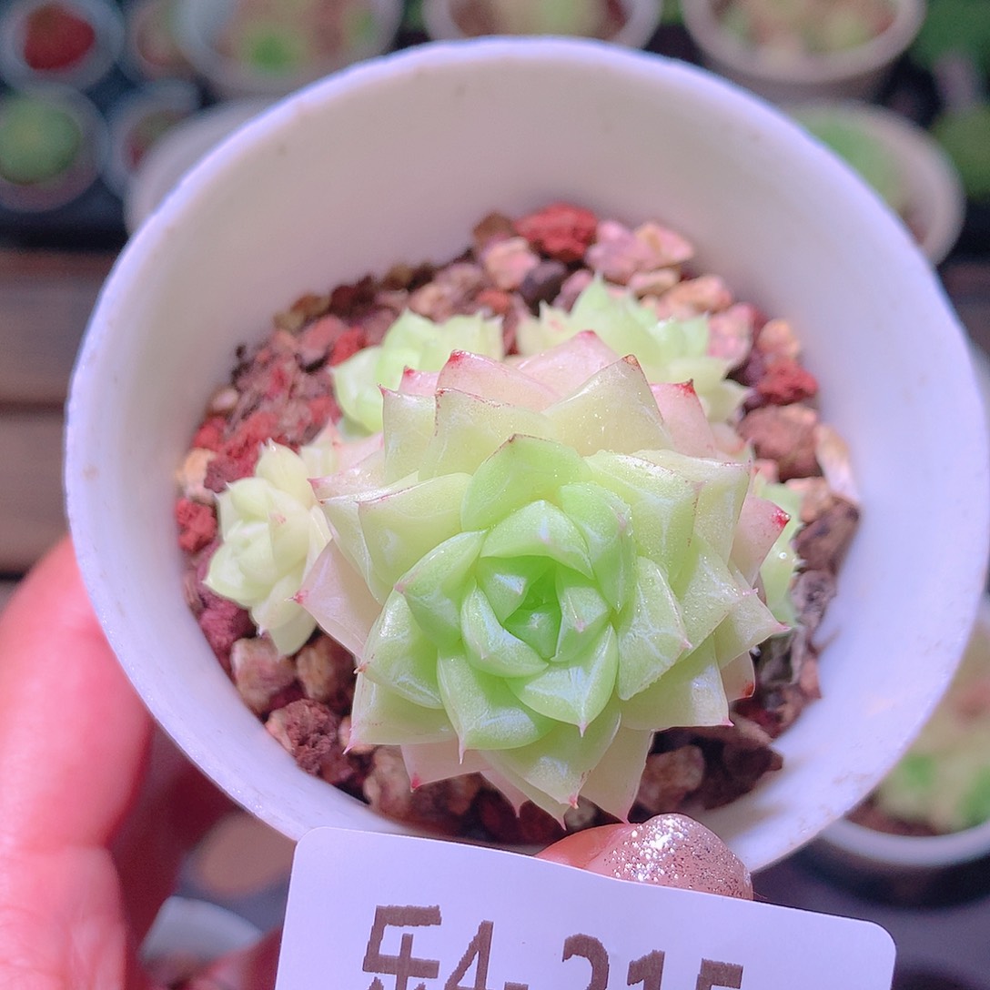 乐然4-215 白天鹅群 