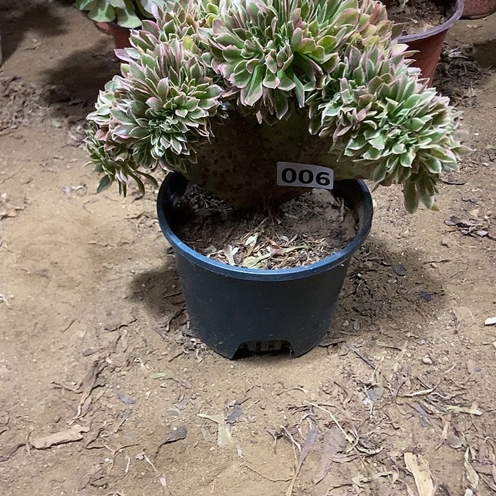 006女神缀化老板子法师