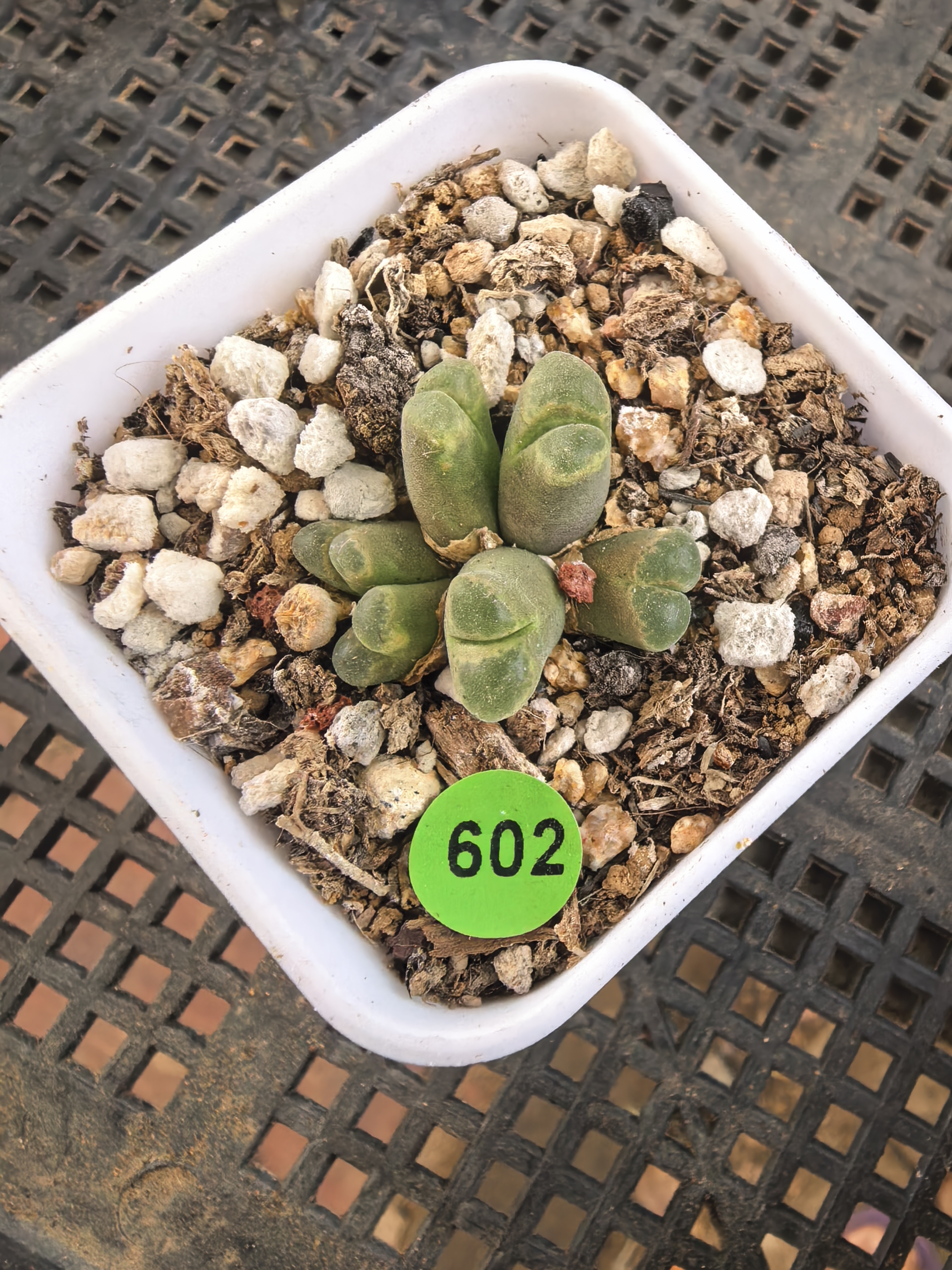 风铃6头带盆多肉