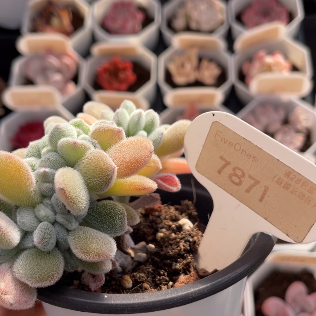 雪晃星7871-8.5厘米