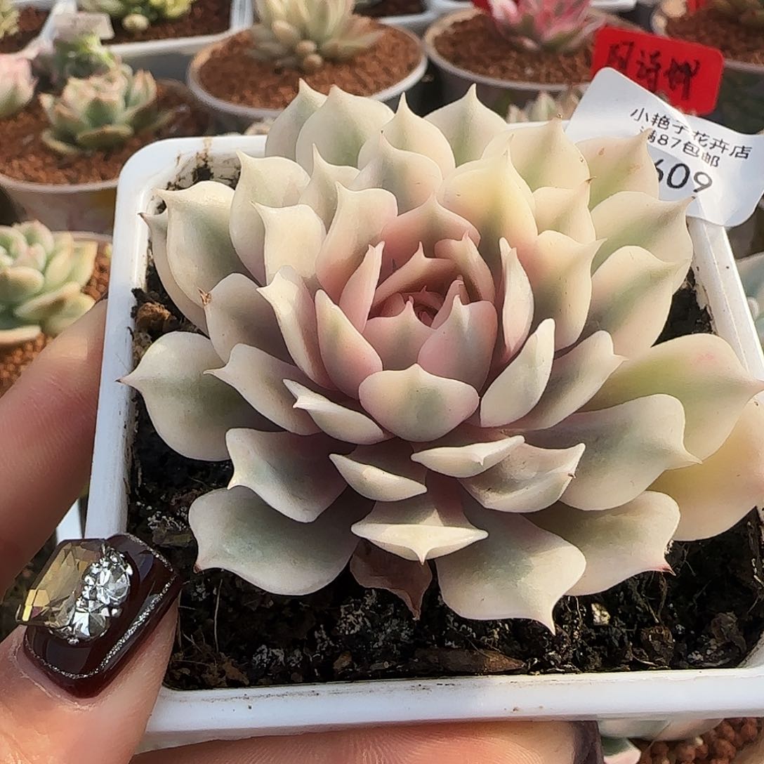 609粉蝶锦多肉植物