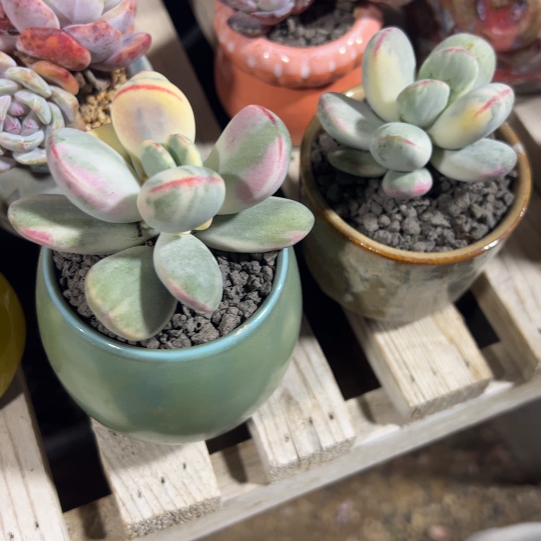 多的植物多肉植物