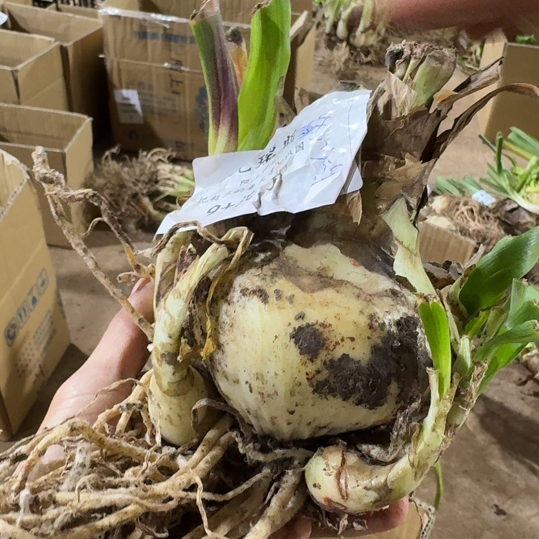 克瑞斯9+坨坨发发发