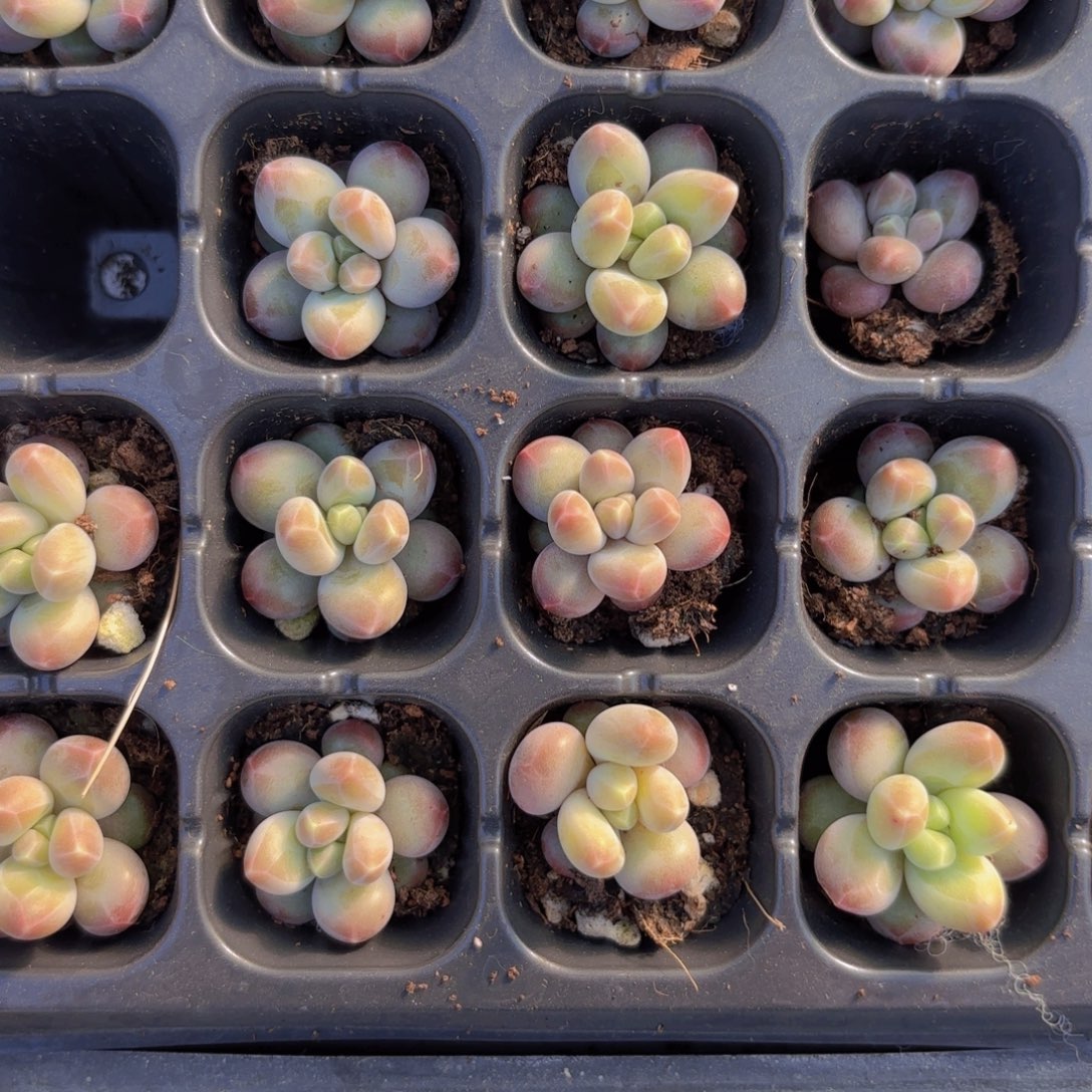 乌拉奶两颗一组量拍