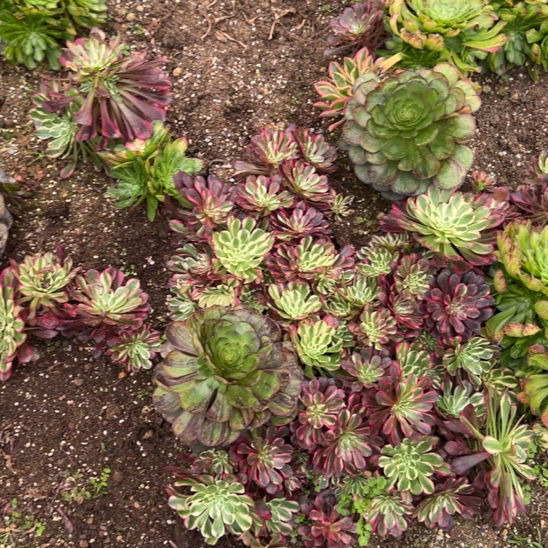 一片同花顺多肉椅子20
