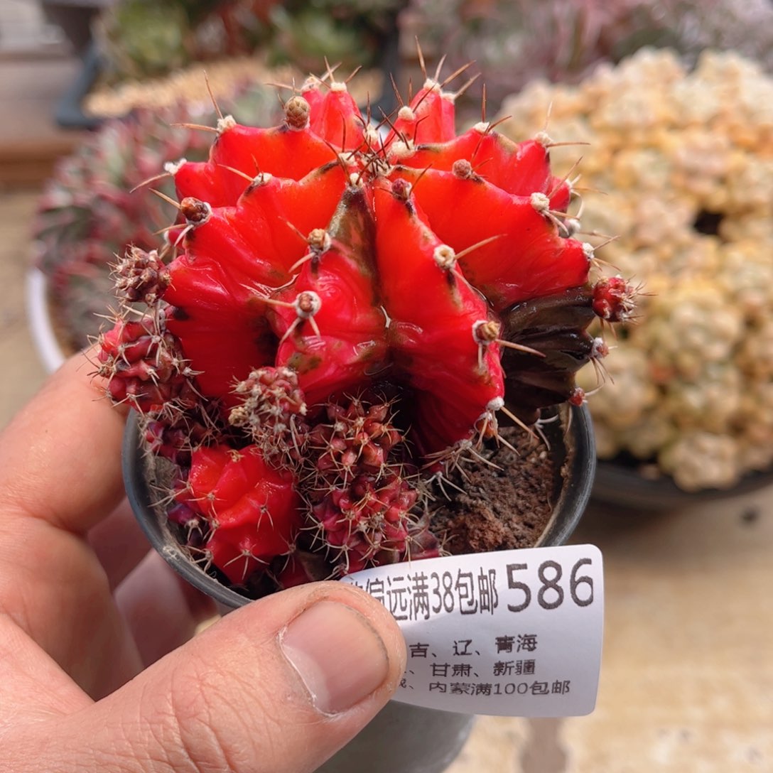 586肋骨锦德华多肉