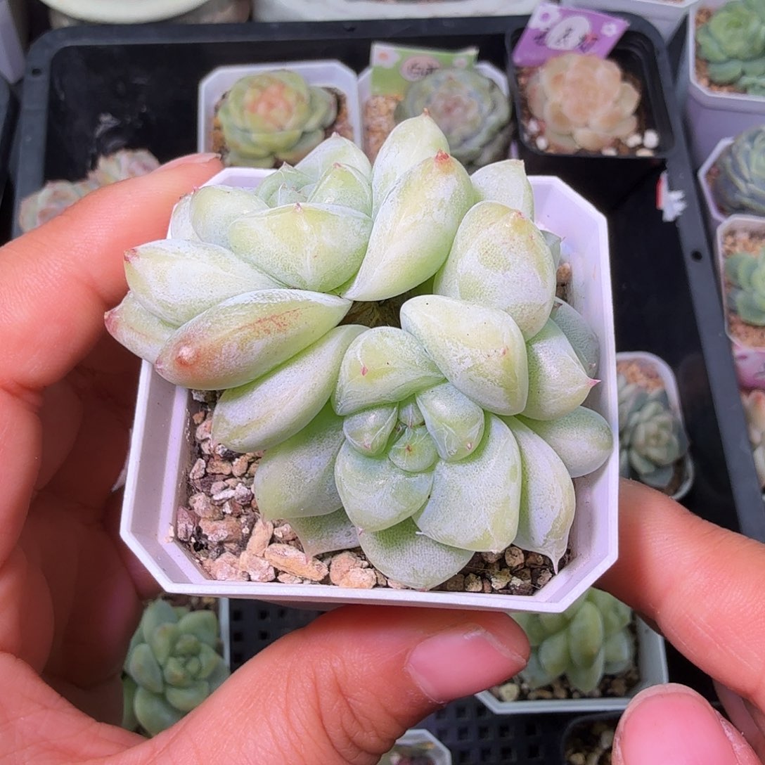 三头白泽下播福利