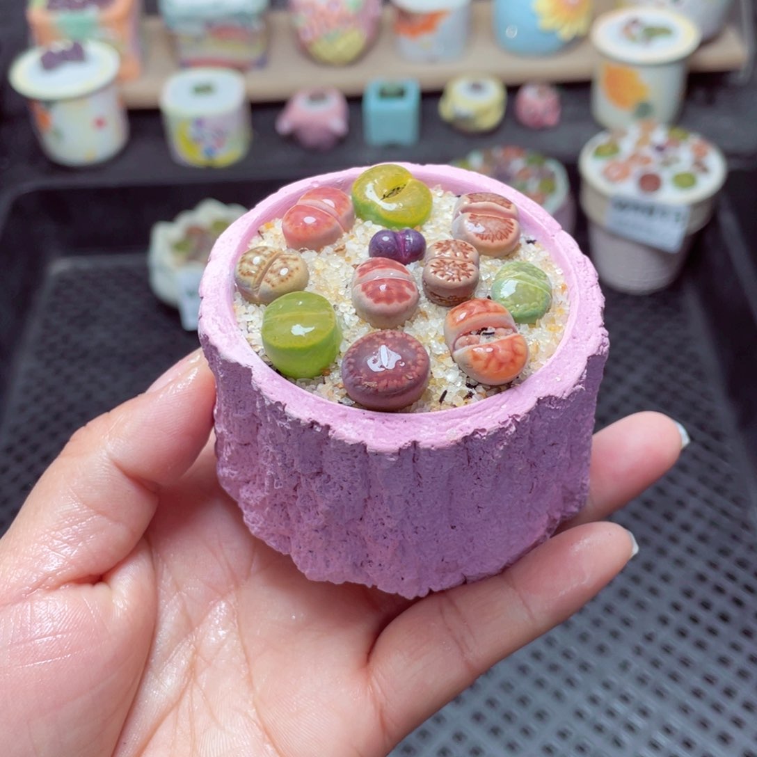 w1817 带盆土发货-零下地区拍保温箱