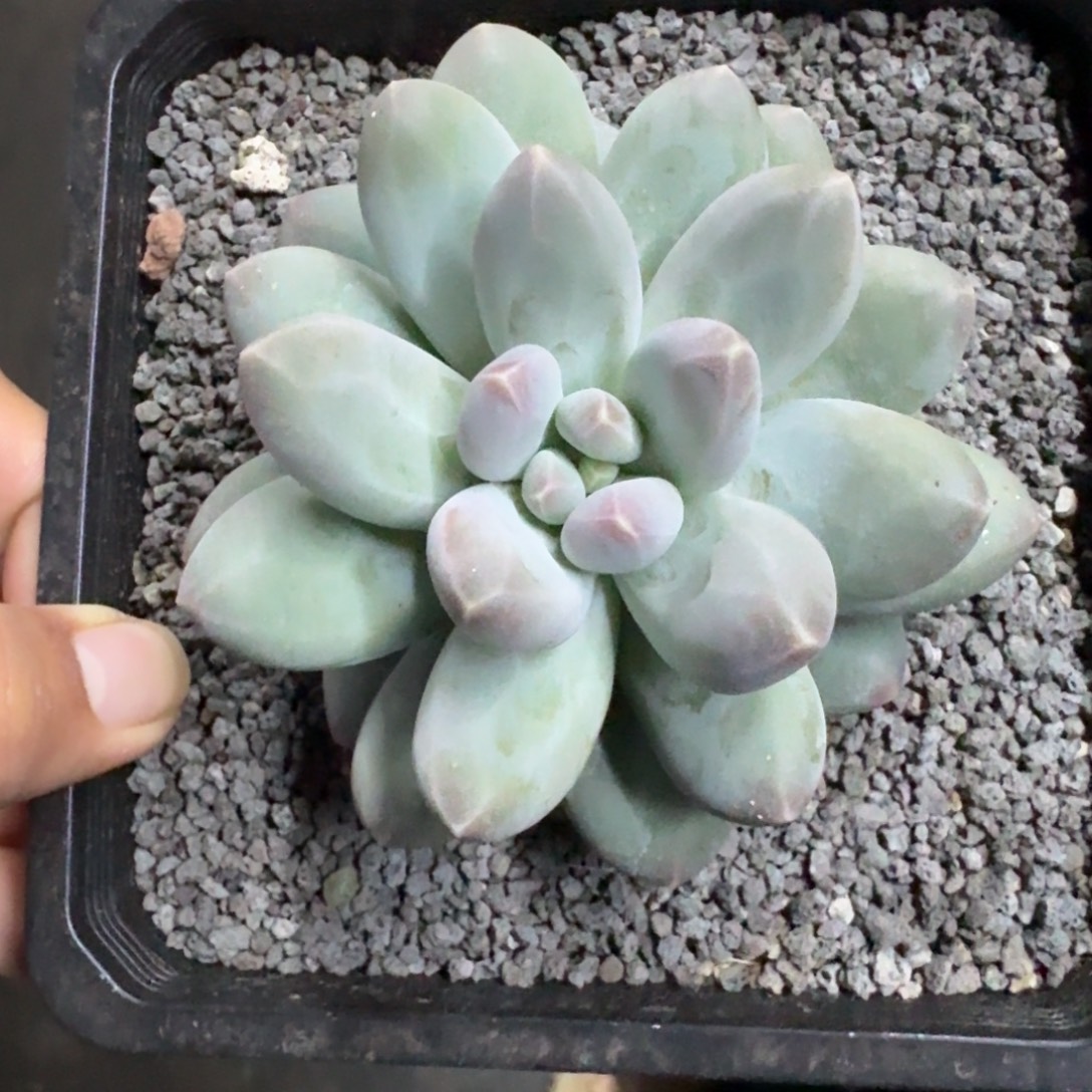维珍美人 单头 一物一拍
