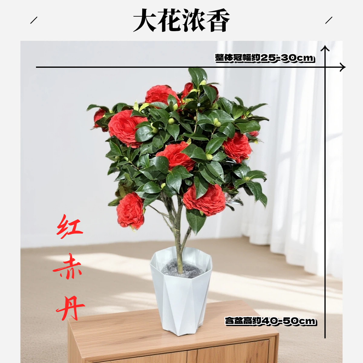 六角大红赤丹山茶花树苗耐寒花卉带花包阳台盆栽庭院地栽好养