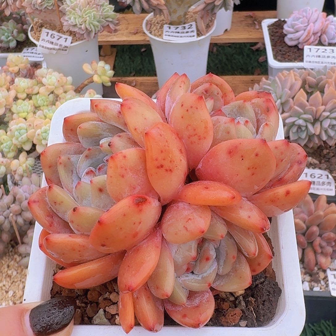 1734一物一拍（满28包邮）