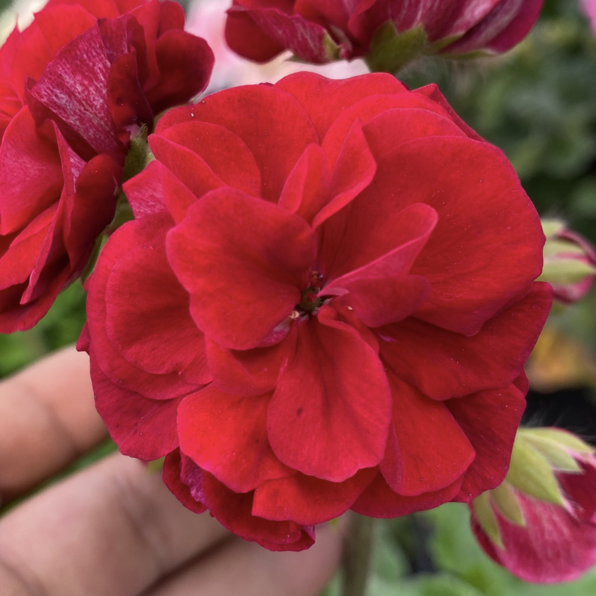 【黑天鹅】130杯半兽天竺葵开花机器四季爆花