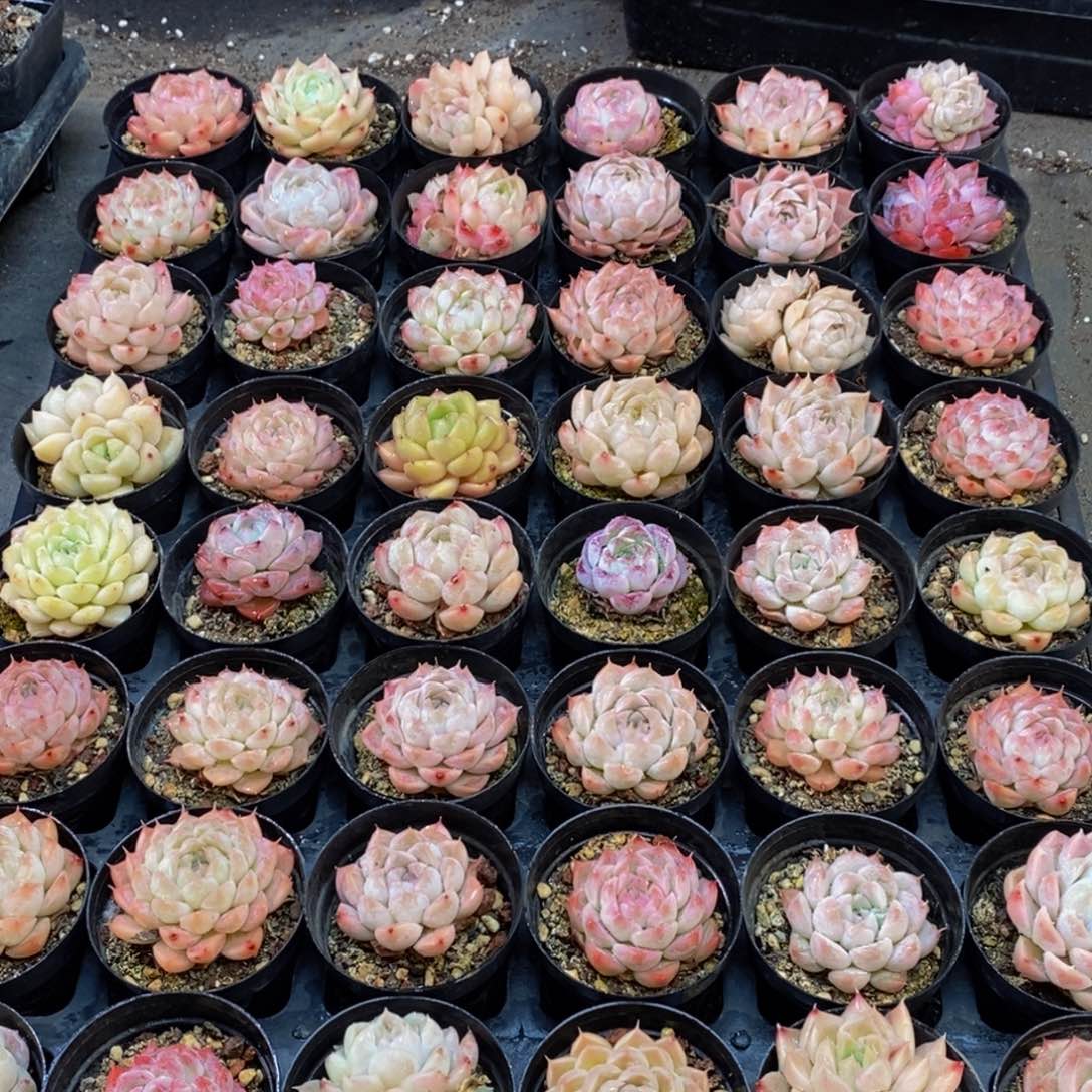 534放入冰箱冷藏一小时