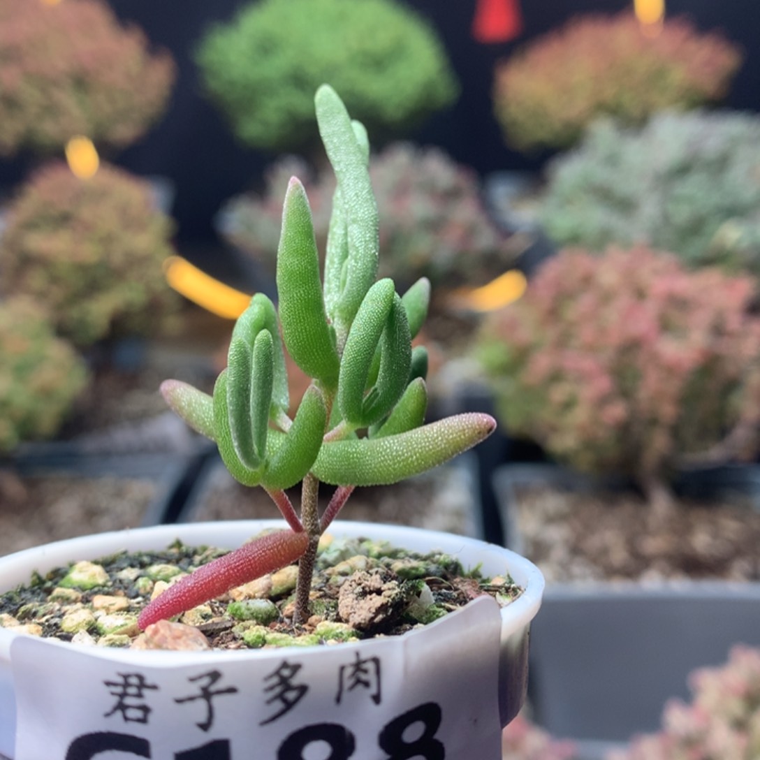 c188香蕉枝干番杏