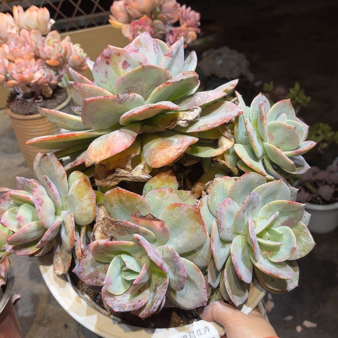 同温层多肉血凤278