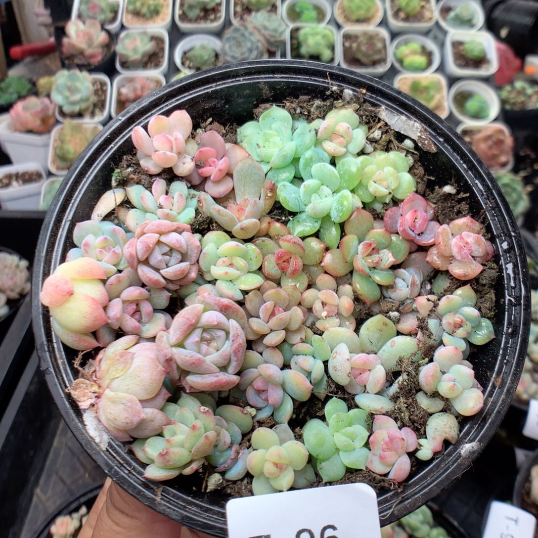 无花朵T96英语英语