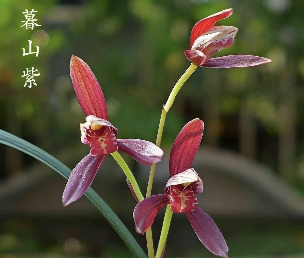 兰花建兰名品兰花幕山紫