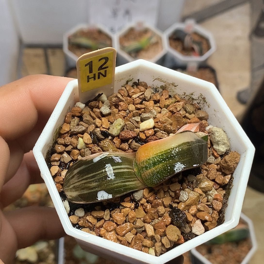 红陶12号珍珠卧牛锦一物一拍