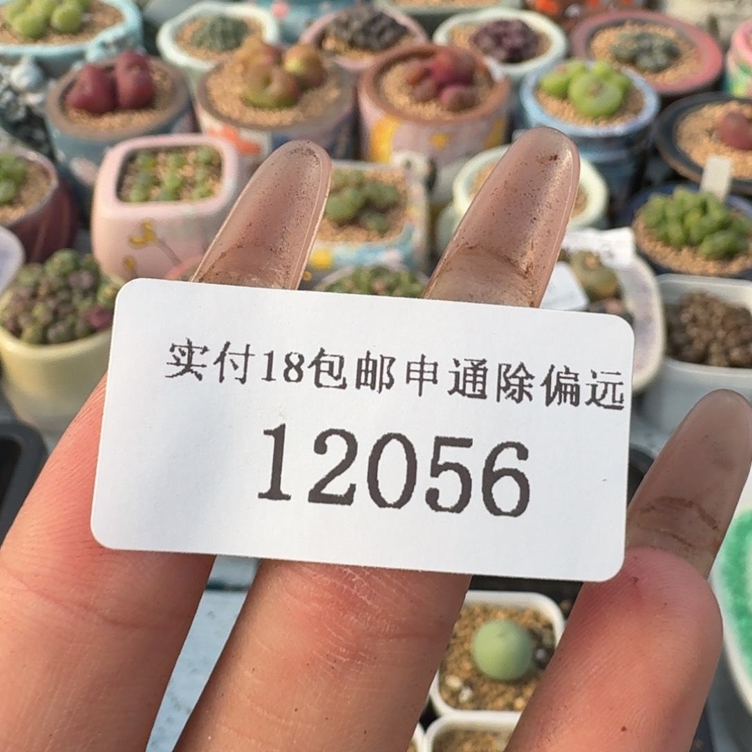 蓝***～12056-黑方小米雏2盆