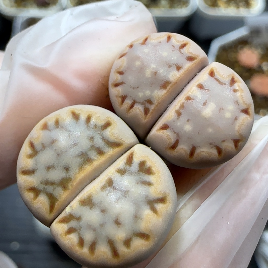 11.30  c24饼干福利2颗。5050