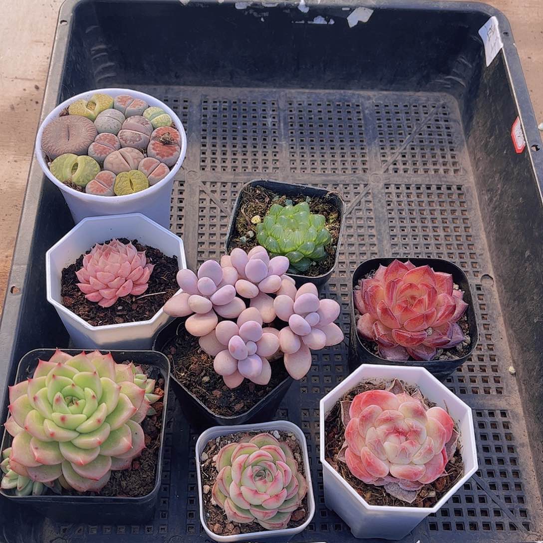 多肉662多肉植物