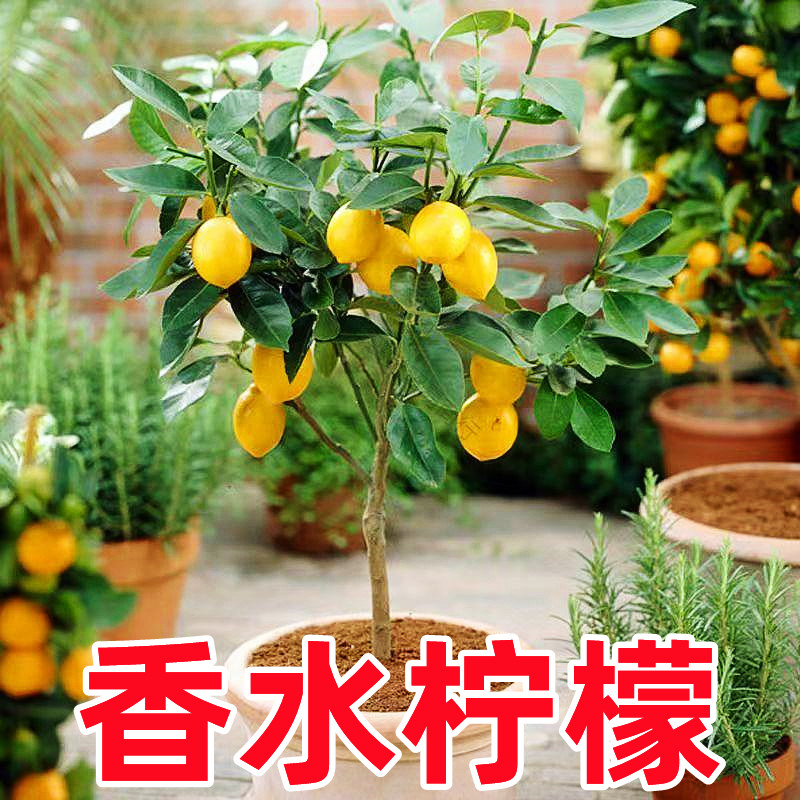 柠檬【直播间一物一拍】现拍先发