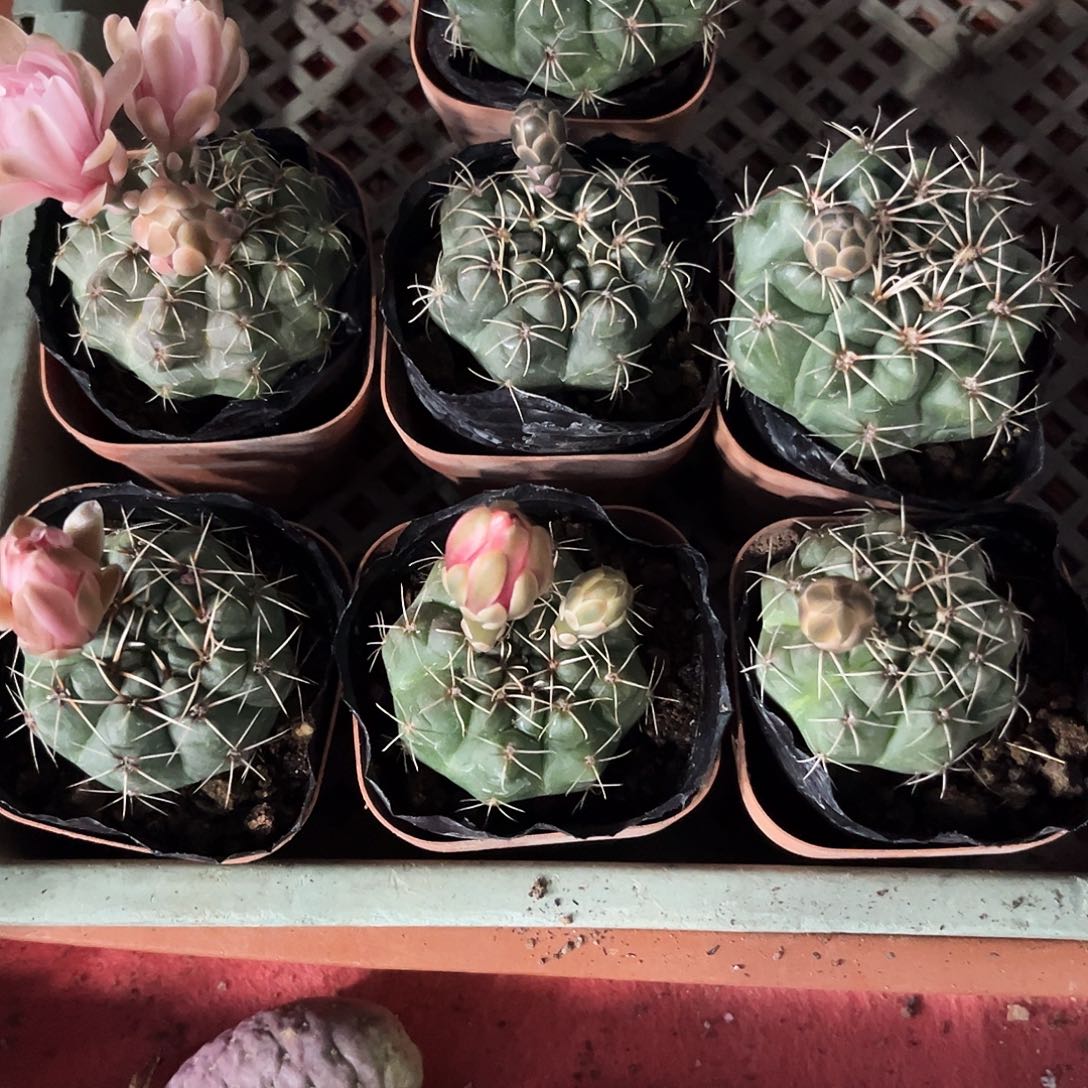 绯花玉开花仙人球